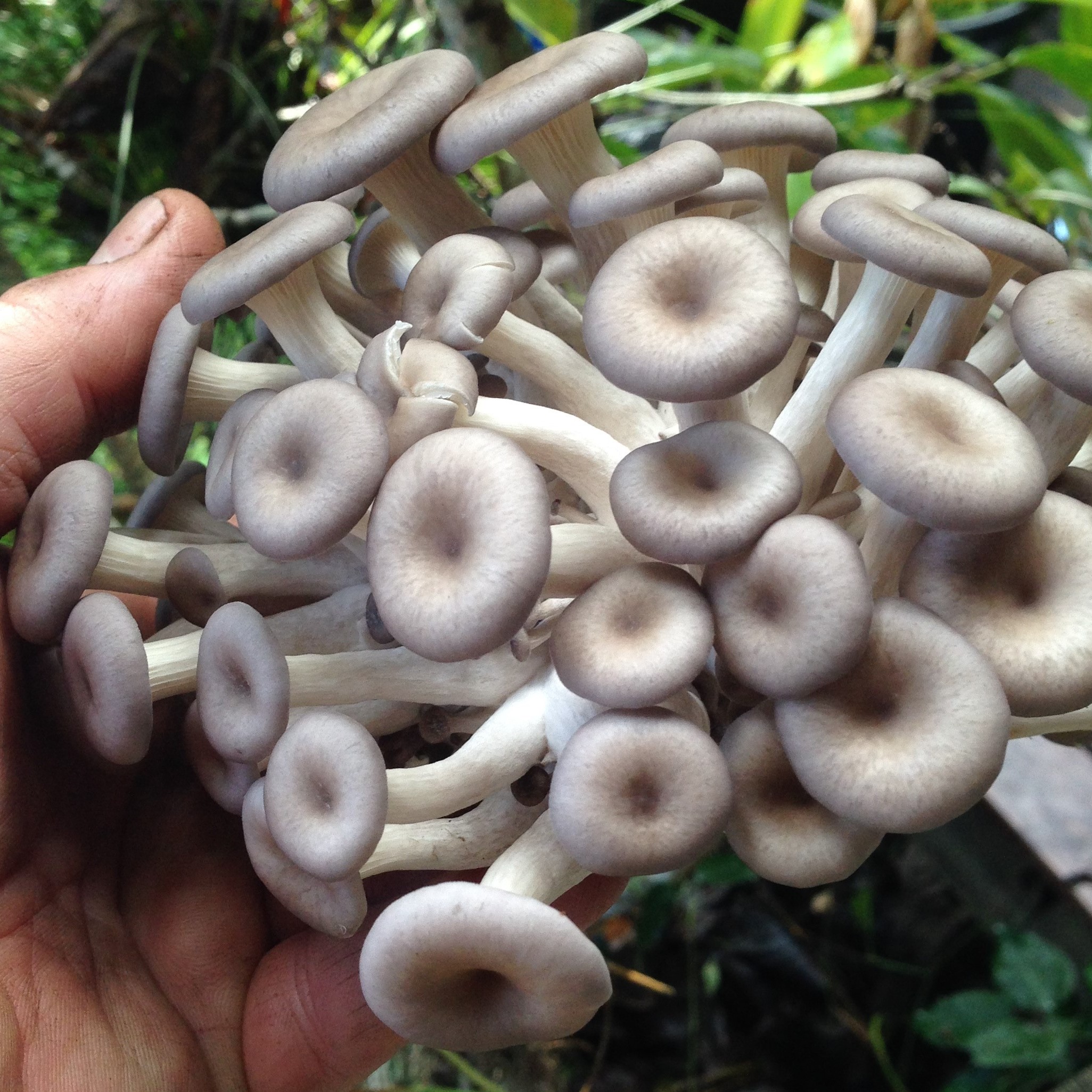 Picture of Fungi 4